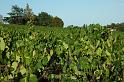 Grapes ready for vendage